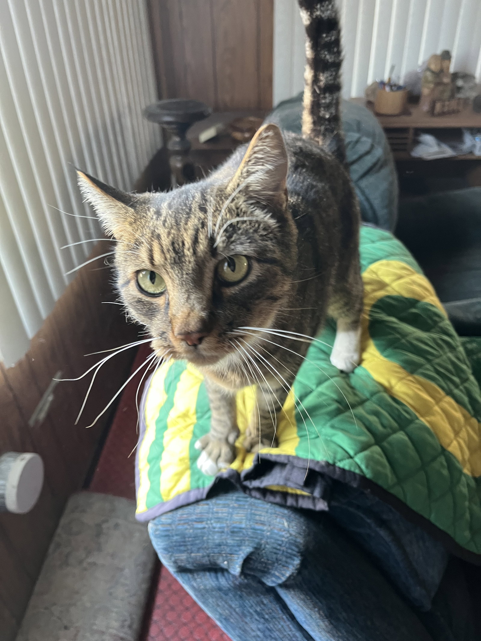 TIGER #2064 - Offered by Owner- Lost his human :-(, photo 3