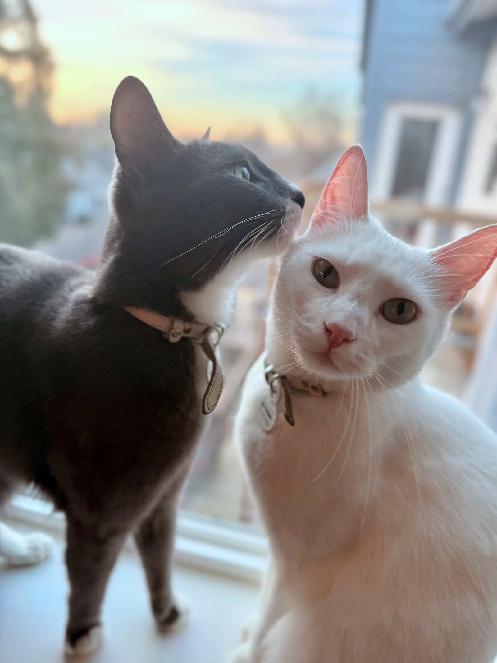 HANS & ZIMMER - Offered by Owner - Bonded Brothers, photo 3