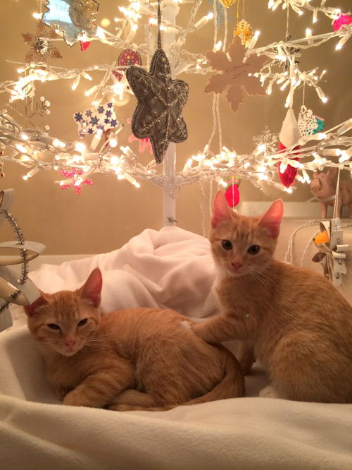 Finn and Jake - Bonded kitten brothers