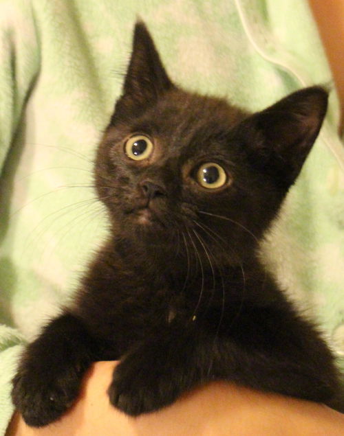 Loki