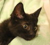 Loki