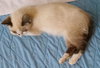 Petula