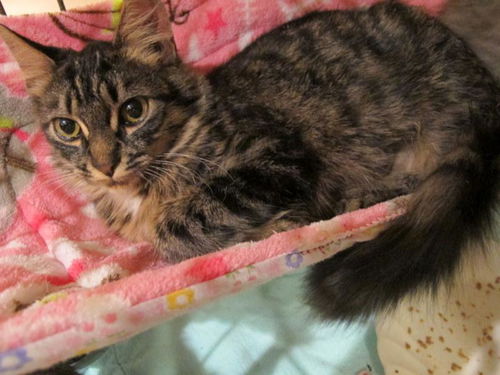 Perica - Young tabby good with children