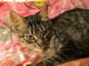Perica - Young tabby good with children
