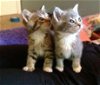 Yoda and MeMow *Offered by Owner* Bonded young pai