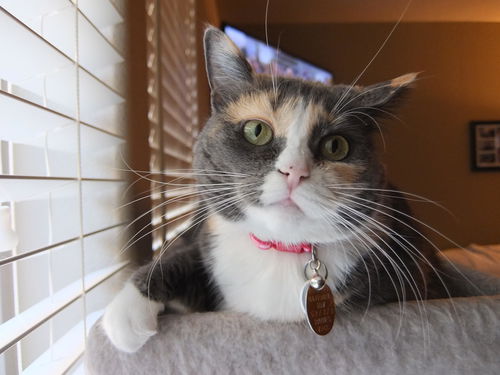 Remmi *Offered by Owner* Declawed Adult