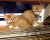 Tanner and Tate *Sweeter than Candy Corn!*