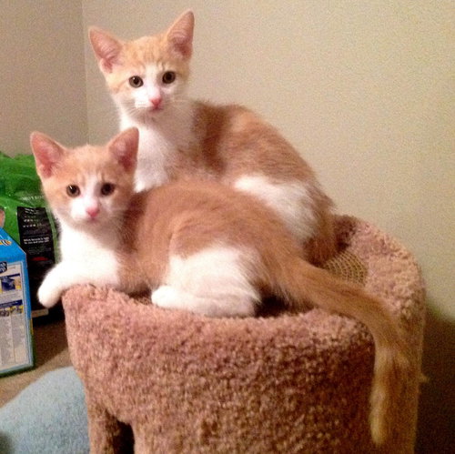 Dreamsicles - bonded brothers