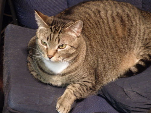 Libby Jane *Offered by Owner* Friendly to Everyone