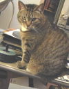 Libby Jane *Offered by Owner* Friendly to Everyone