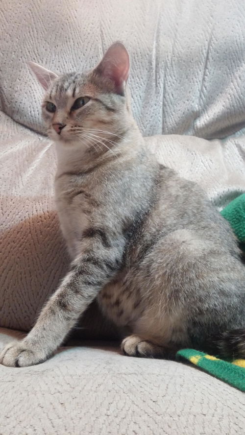 Tawni