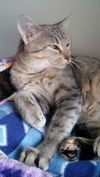 Tawni