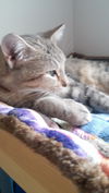 Tawni