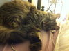 Princess *Offered by Owner* Senior Maine Coon