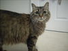 Princess *Offered by Owner* Senior Maine Coon