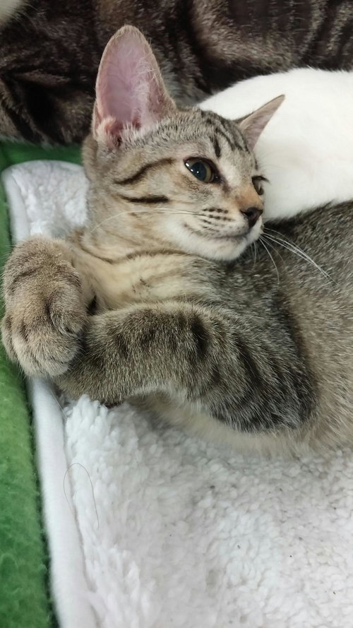 Sweet Pea