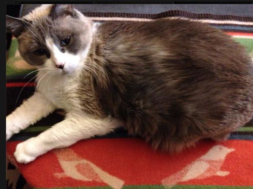 MacyJean *Offered by Owner* Senior Ragdoll mix