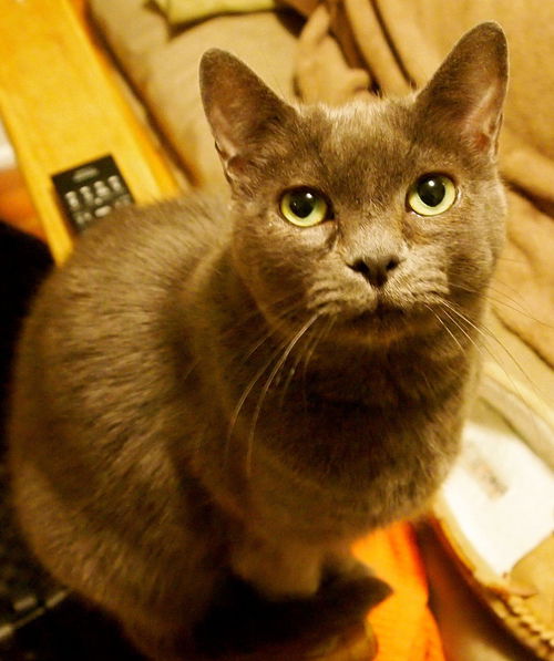 Perri *Offered by Owner* Russian Blue Femaie