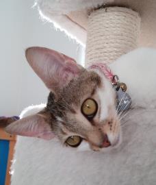 Emmie