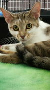Emmie
