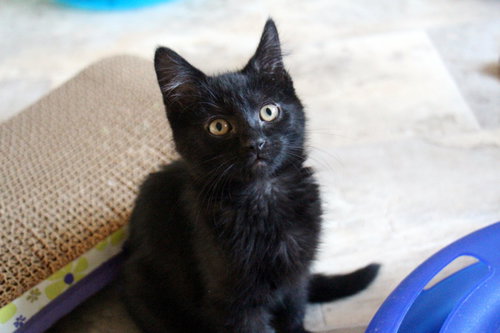 Artemis