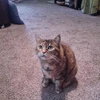 Miss Puss Puss 