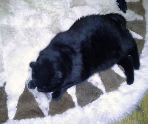 Beauty *Offered by Owner* Senior Kitty