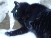 Beauty *Offered by Owner* Senior Kitty