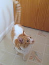 Cowboy *Offered by Owner*