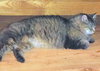 Stella 
