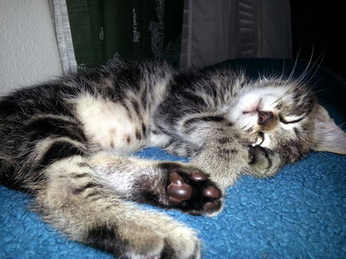 Romeo