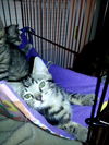 Romeo