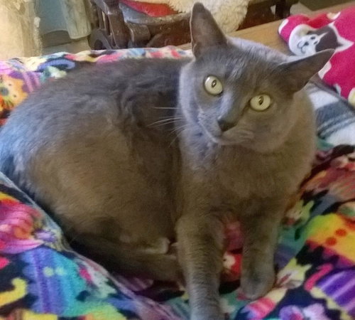 Lulu 