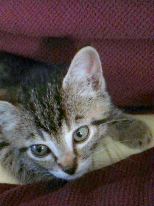 Steve