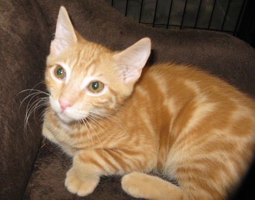 Marmalade