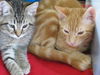 Marmalade
