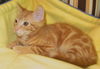 Marmalade
