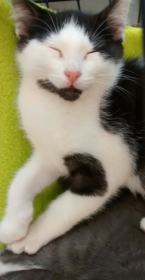 MEW REED