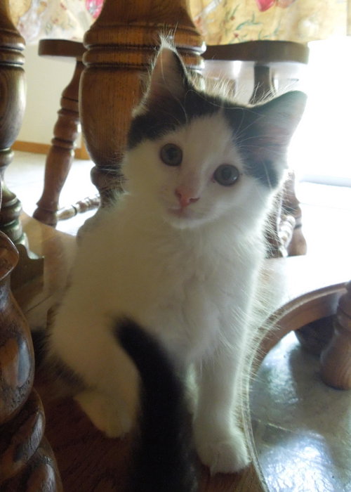 Sweet William