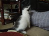 Sweet William