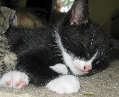 Sprite and Tux - Playful Baby Sisters