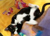 Sprite and Tux - Playful Baby Sisters