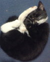 Sprite and Tux - Playful Baby Sisters