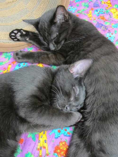 Pumba and Mufasa - Bonded Brothers