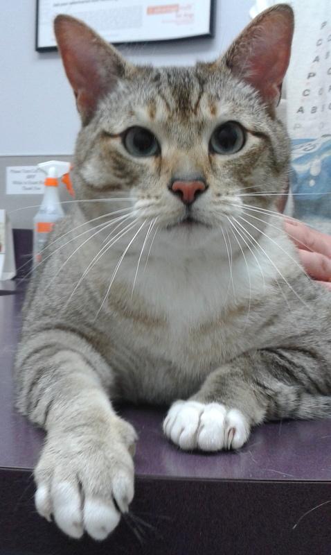 Kona *Offered by Owner* Super-size boy