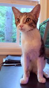 Presley