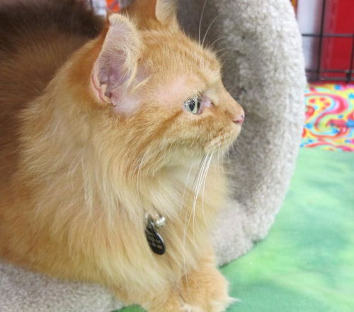 Tiger Lily - Rare Orange Female - Family Cat