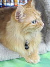 Tiger Lily - Rare Orange Female - Family Cat
