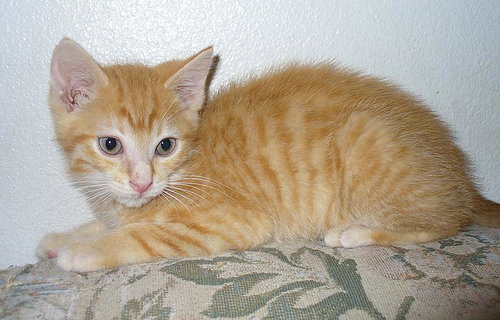 Cinnamon
