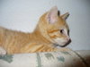 Cinnamon